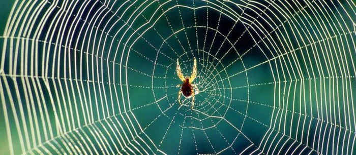 Девушка играла в Pokemon GO, окруженная тысячами пауков