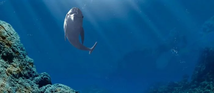 Создатель Ecco the Dolphin вернул права на свою игру