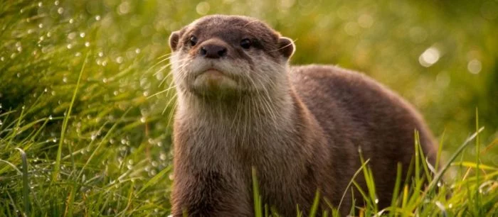 В Ark: Survival Evolved появятся выдры