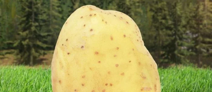 Издатель Armello и Owlboy тизерит новую игру с помощью картошки