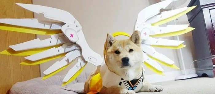 Разработчики Overwatch проведут конкурс с реальными собаками