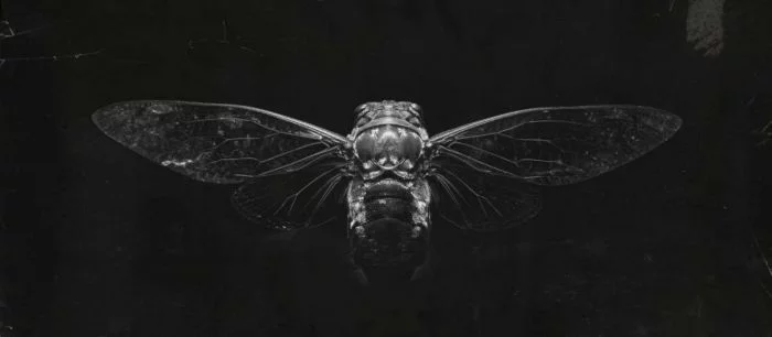 Послушайте песню из Hunt Showdown в новом видео от Crytek