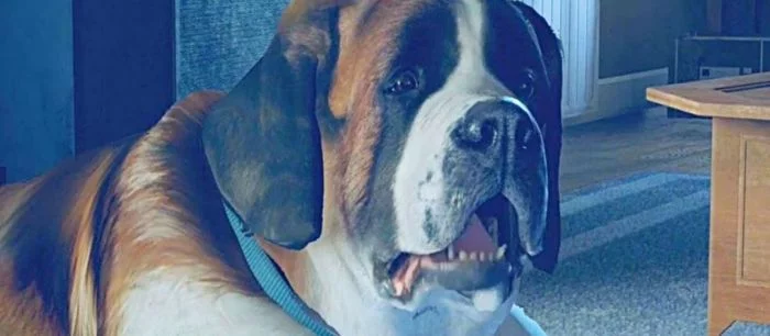 В Detroit: Become Human нашли собаку с человеческими руками