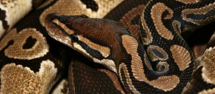 Змея в жестком диске шокировала администрацию аэропорта Майами