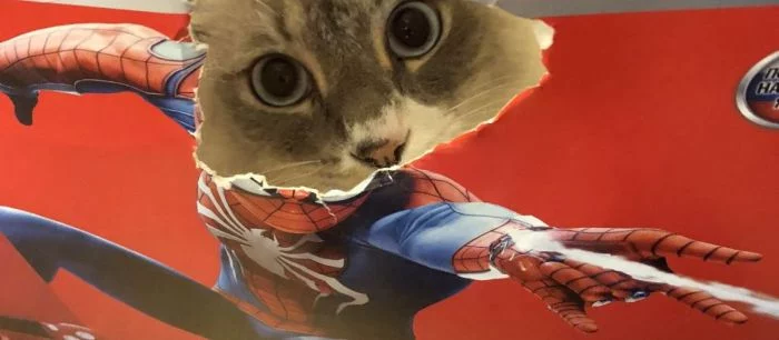 Кот Макс распаковал особое издание PS4 Pro с игрой «Человек-паук»