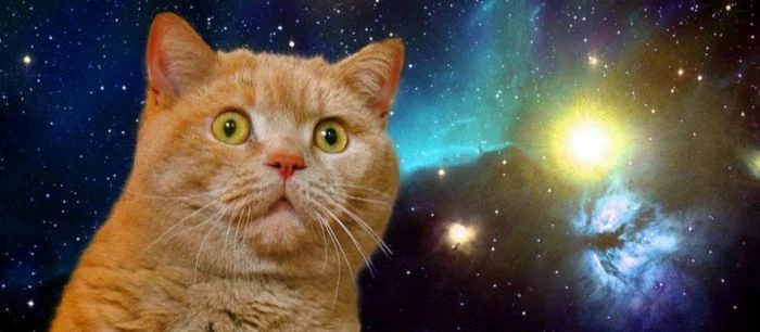 Кота обвиняют в смерти пилотов и уничтожении двух кораблей в Elite Dangerous