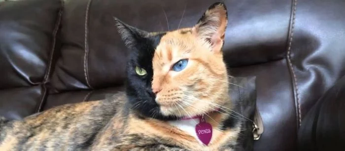 Лошадь, черепаха и много милых котиков: как фанаты Minecraft отреагировали на конкурс самой красивой кошки