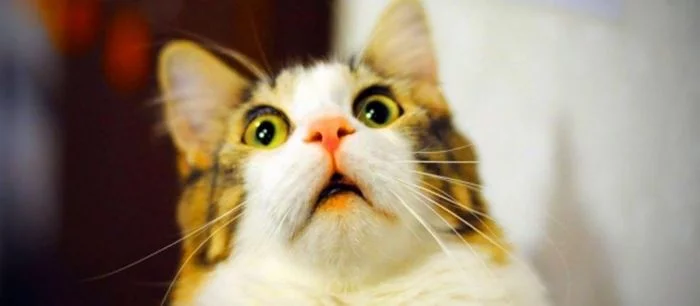 YouTube отключили всего на час, а интернет уже сошел с ума и начал биться в истерике