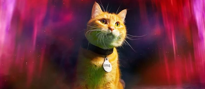 Милота 99 уровня — фанаты «Капитана Марвел» массово показывают своих котов, которые похожи на персонажа из фильма