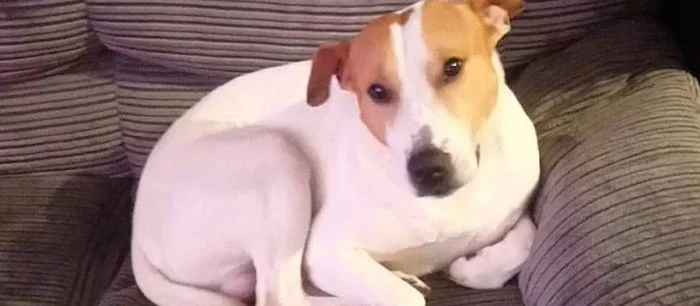 Собака съела картридж от консоли, а ее хозяева утверждают, что у них не было дома игр