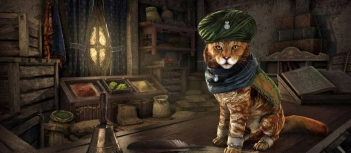 Bethesda поможет уличным котам найти новый дом