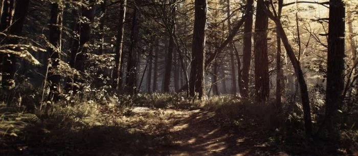 Где найти все фотографии в Blair Witch и получить достижения Lost in the woods и Picture perfect