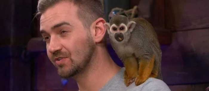 Обезьянку стошнило на разработчика Sea of Thieves прямо во время стрима