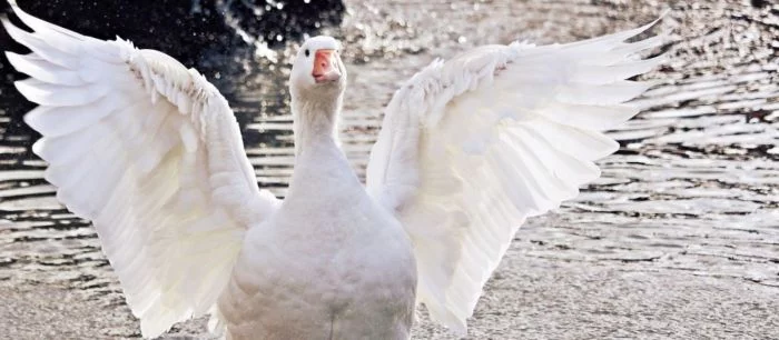 Геймерам предложили выпустить внутренних гусей: симулятор домашней птицы стал хитом интернета