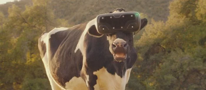 Коровы под Москвой начали носить VR-очки