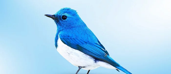 Слова «хозяин», «раб» и «черный список» запретили в коде Twitter. Вот на какие термины их заменят