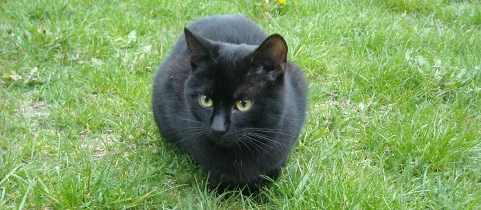 У японской кошки-косплеера есть больше сотни костюмов. Там есть Марио и Ночная Фурия