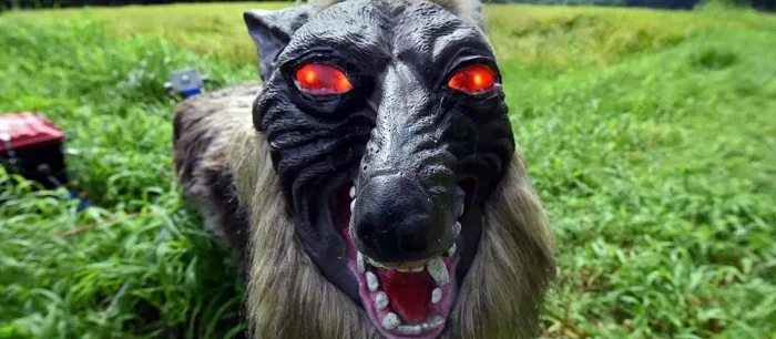 Жуткие роботы-волки напугали медведей в Японии (видео)