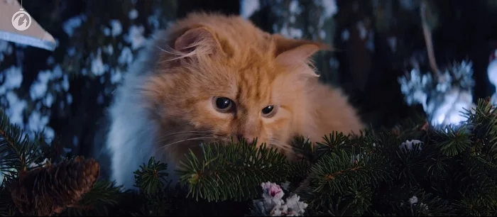 Чак Норрис спасает котика в новом ролике World of Tanks. И это не шутка