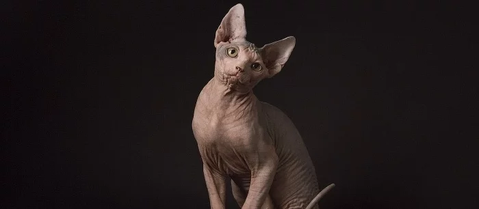 Где в Cyberpunk 2077 найти кота и как приютить его в доме Ви. Как найти кошачий корм