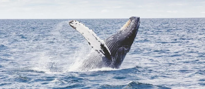 Анонсирована игра, в которой нужно убивать китов и торговать ресурсами