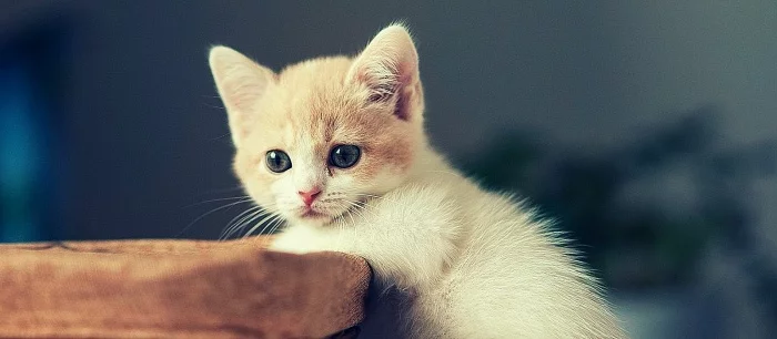 Видео: котенок врезался в Xbox One и выключил консоль хозяина. Реакция геймера — чистое золото