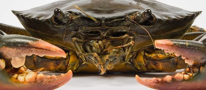 Учёные: чтобы запустить Doom, потребуется 16 миллиардов крабов