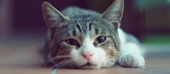 Нейросеть научили рисовать реалистичных кошек