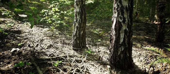 «Ждём игру с такой графикой» — на UE5 показали лес в 8K, который сложно отличить от настоящего