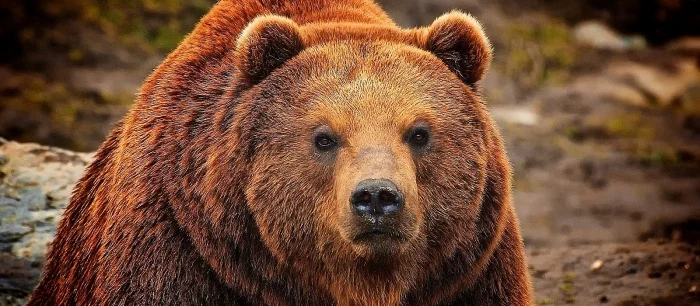 Женщина подралась с медведем, чтобы спасти собак, и стала знаменитой. Ролик набрал миллионы просмотров