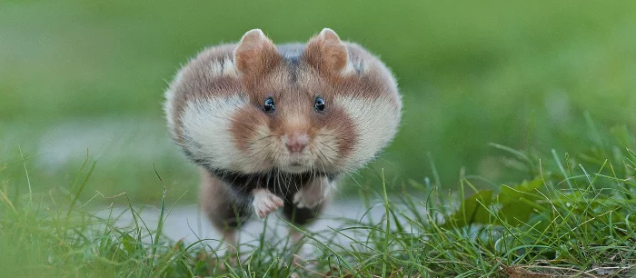 На Twitch теперь есть хомяк-криптотрейдер, который торгует в прямом эфире