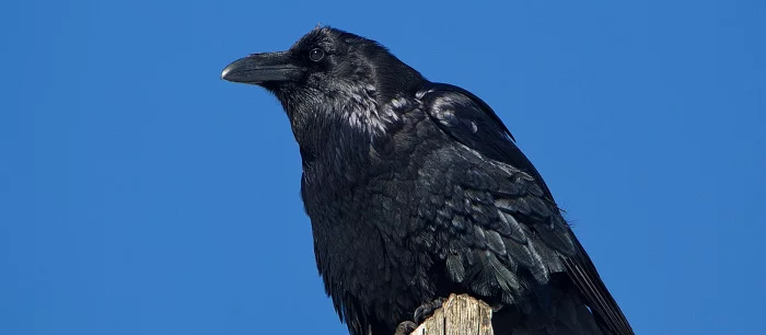 Twitch удалил эмодзи с птичкой за слишком сексуальный внешний вид