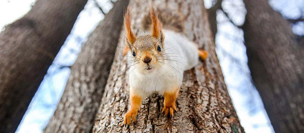 Белка помешала игроку стримить прохождение в New World (видео)