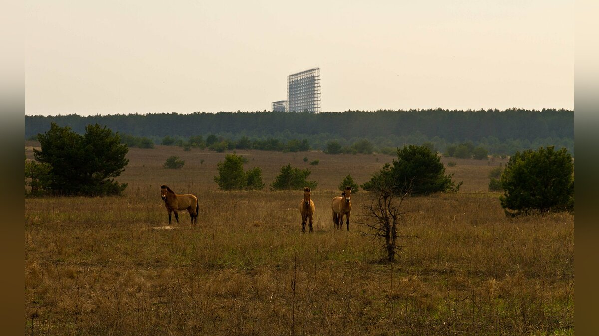 Чернобыль природа сейчас