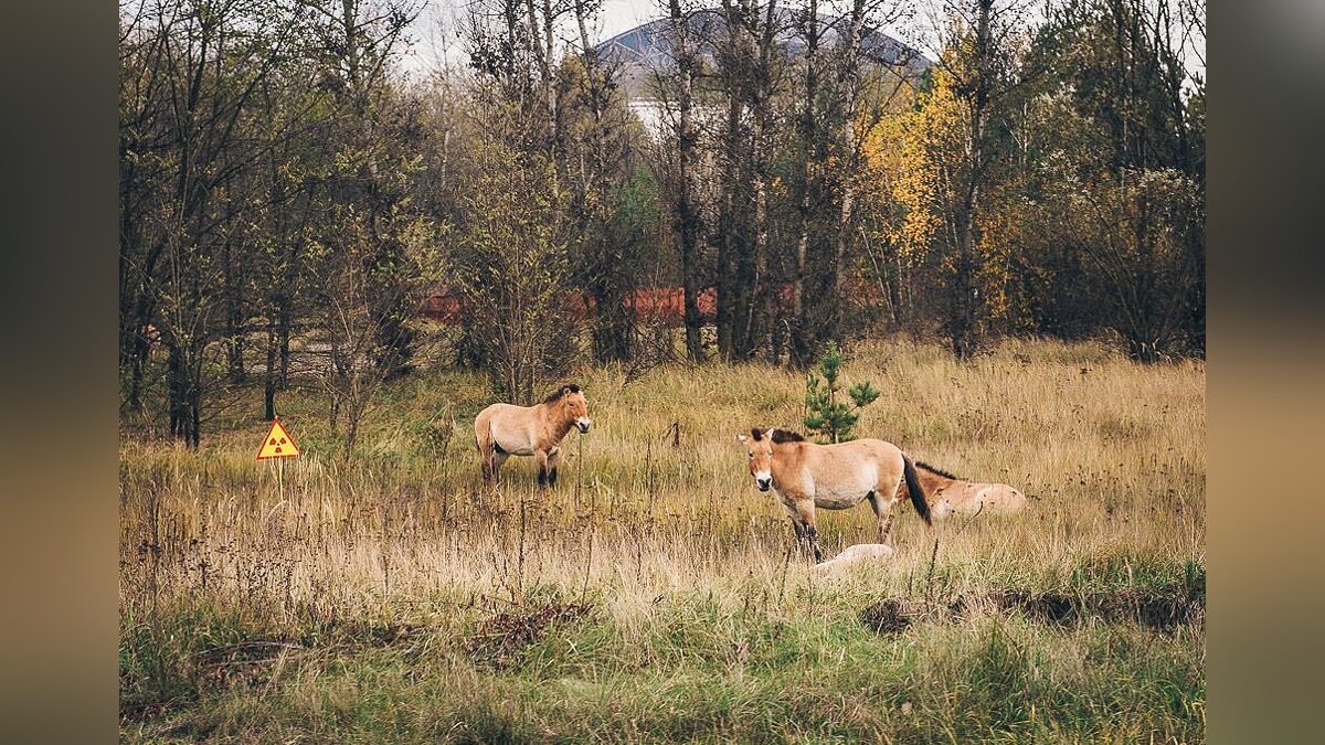 Лошадь Пржевальского в Припяти