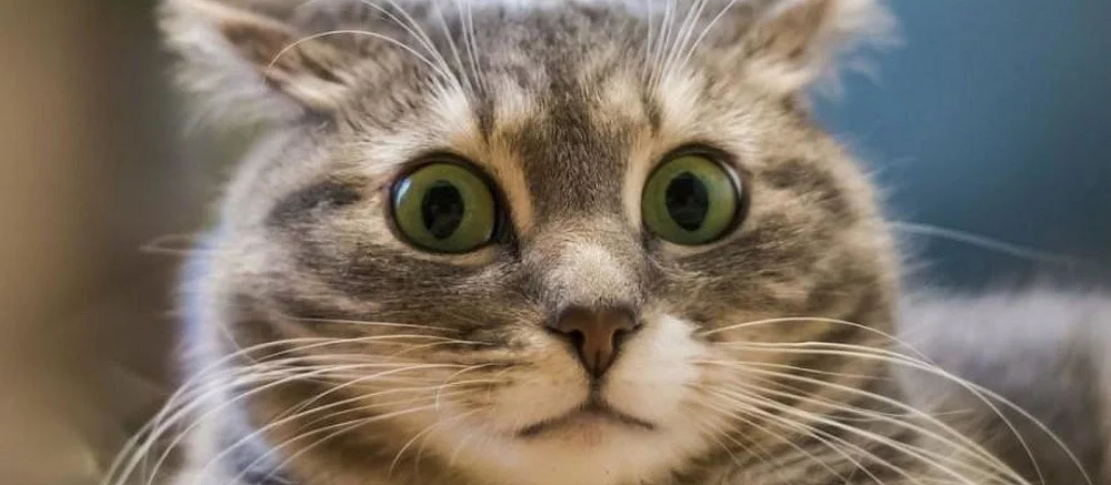 Сбер создал первую нейросеть, которая рисует пейзажи и котиков по текстовому описанию