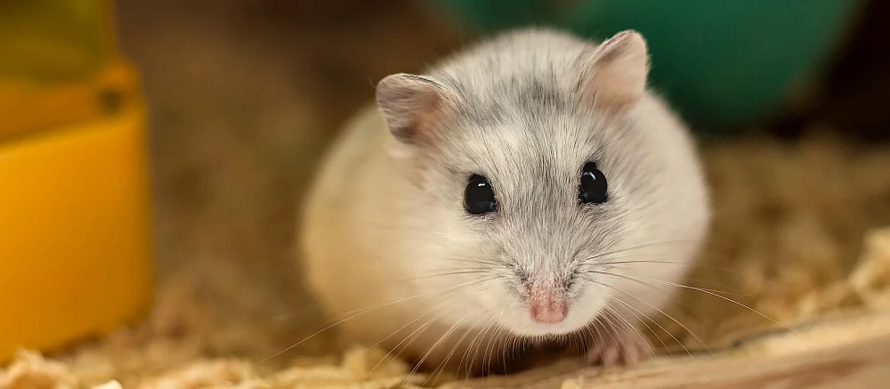 Умер тот самый хомяк-криптотрейдер с Twitch