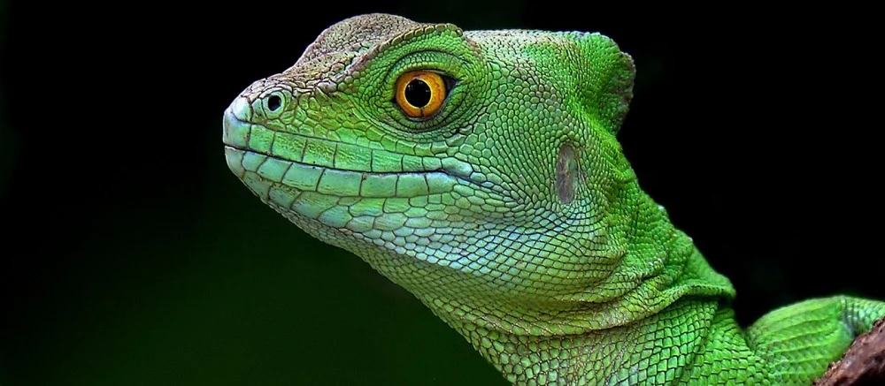 Эд Бун показал, как бы выглядел бой настоящих Скорпиона и Рептилии в Mortal Kombat