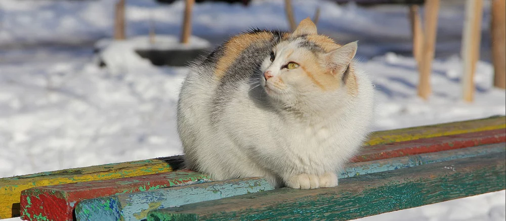 Канадский пользователь системы Starlink рассказал, что у него плохо работает спутниковый интернет — всё из-за кошек