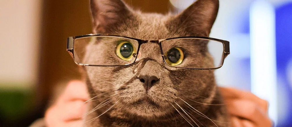 Стримера навечно забанили на Twitch из-за никнейма