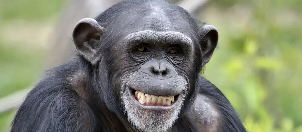 Киберспортсмен покривлялся как обезьяна на стриме и поймал бан в PUBG — видео