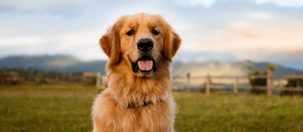 «Не может быть, чтобы это был сексуальный контент» — Twitch удалил эмодзи с танцующей собачкой