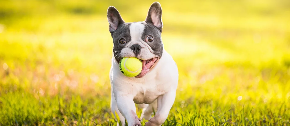 Шах и мат, кошатники. Теперь в Stray можно поиграть за милого песика — скриншоты