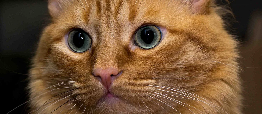 В честь всемирного дня кошек разработчики S.T.A.L.K.E.R. показали концепт-арт демонического кота-мутанта