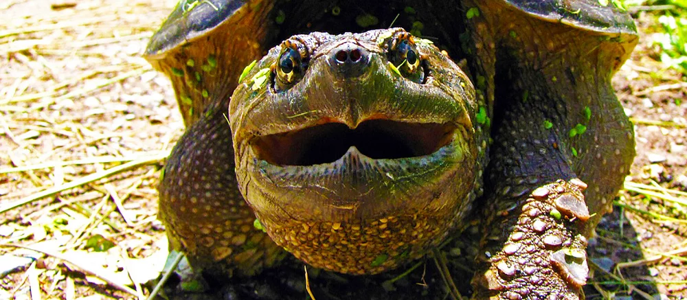 Авторы «Черепашек-ниндзя» показали, что если бы героев сыграли настоящие рептилии. Фанаты уже захотели такой фильм