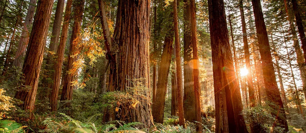 Технодемку Redwood Forest на Unreal Engine 5.1 можно спутать с реальным видео