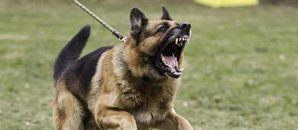 Собаки напали на Twitch-стримера в прямом эфире — видео