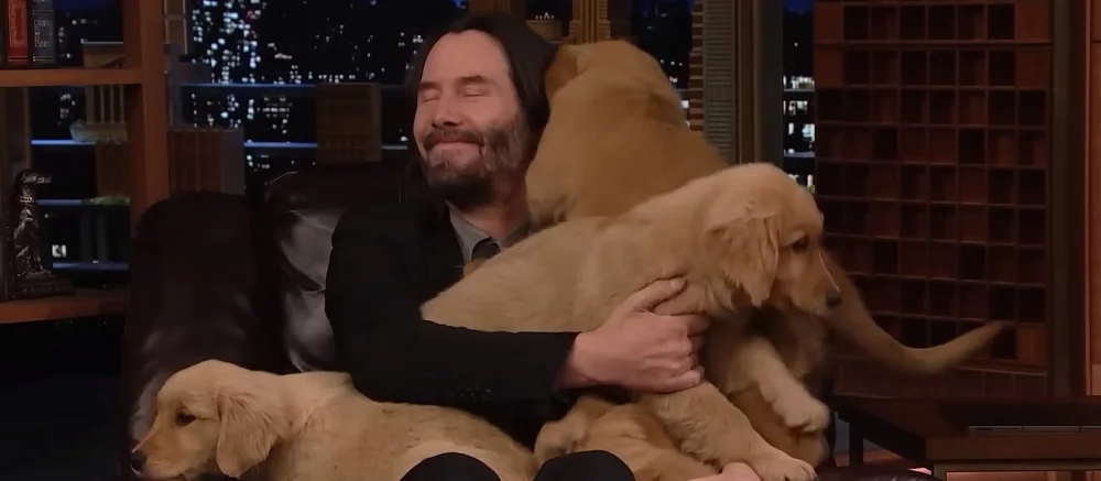 «Я щенячий король!»: Киану Ривз подержал на руках несколько золотистых ретриверов — видео