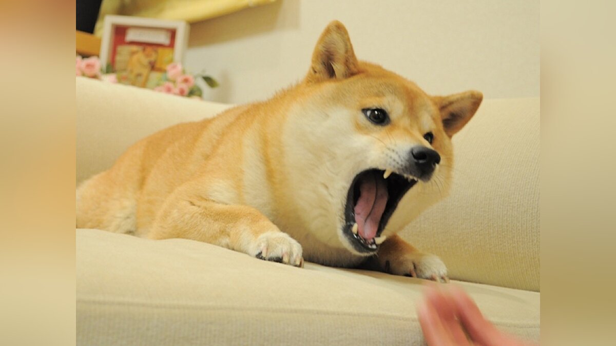 This is doge steam фото 103