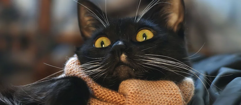 Кошка-трансформер Андреа. Рассказываем про новый тренд в коротких видео